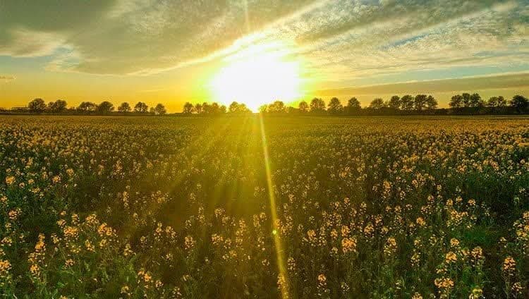 آغاز کشت کُلزا در مزارع اسلامشهر/ تنها اندکی تا تماشای صحنه‌های زیبا باقی است