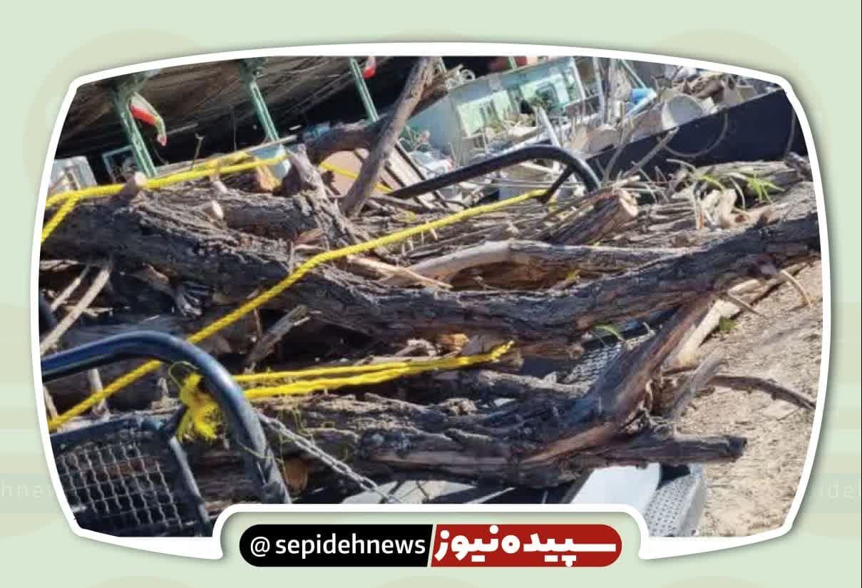 سایه سنگین سارقان چوب سایه سنگین سارقان چوب