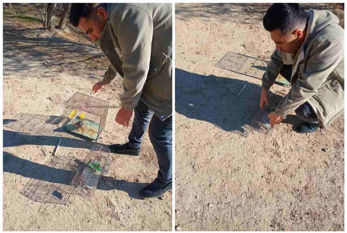 رهاسازی سه بال پرنده در طبیعت اسلامشهر رهاسازی سه بال پرنده در طبیعت اسلامشهر