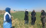 اجرای گشت مشترک نظارتی کارشناسان بهداشت و جهاد کشاورزی در اسلامشهر
