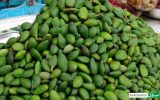 خطر مسمومیت با نوبرانه‌ بهار/ مراقب مصرف این نوع چغاله‌ها باشید