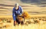 نیمی از مطالبات گندمکاران پرداخت شد نیمی از مطالبات گندمکاران پرداخت شد