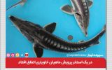 عجیب اما واقعی / استحصال خاویار در احمدآباد مستوفی