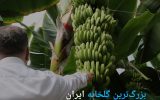 گاز مفت برای پرورش میوه گرمسیر در منطقه سردسیر!