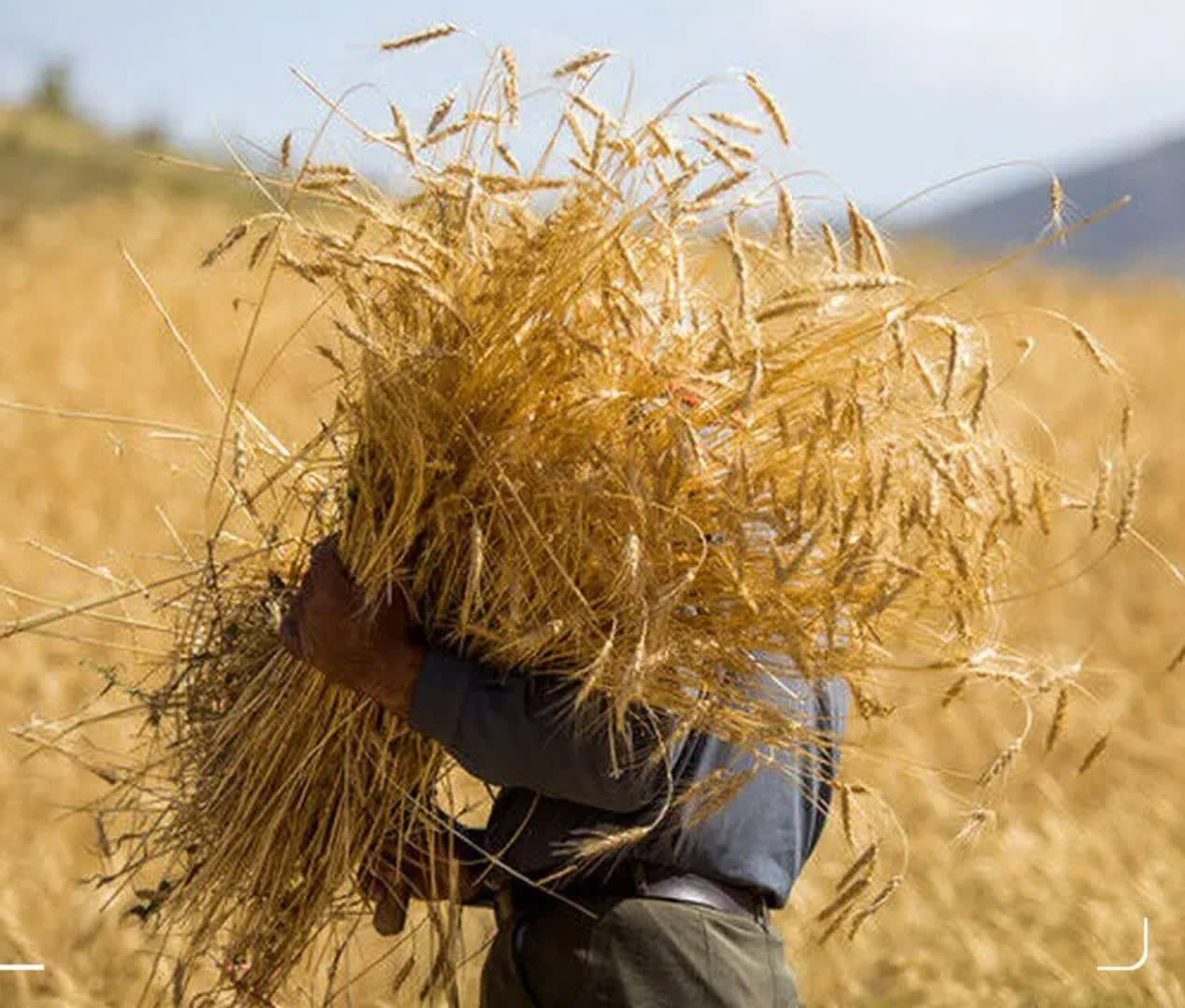 ۵ درصد پول گندمکاران همچنان در ابهام ۵ درصد پول گندمکاران همچنان در ابهام