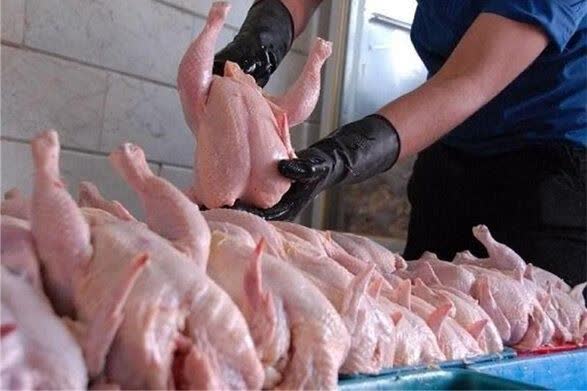 نگاهی به مصرف روزانه ۱۷۰۰ تنی مرغ در تهران