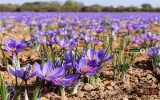 طلای سرخ به رباط‌کریم رسید؛ آغاز فصل برداشت زعفران در منجیل‌آباد