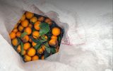 هشدار اتحادیه باغداران / پرتقال‌ و نارنگی‌ نارس و یک‌دست نارنجی نخرید