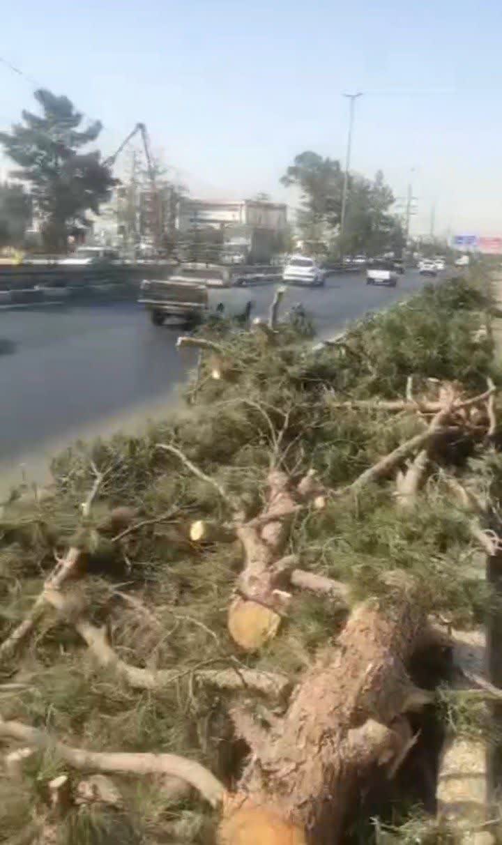 پاسخ شهردار اسلامشهر درباره قطع درختان کمربندی الغدیر پاسخ شهردار اسلامشهر درباره قطع درختان کمربندی الغدیر