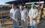 تقدیر از دامپزشکی اسلامشهر به خاطر تلاش برای کنترل تب برفکی